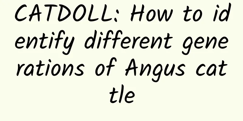 CATDOLL: How to identify different generations of Angus cattle