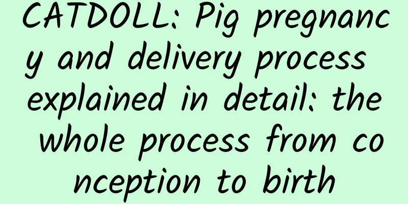 CATDOLL: Pig pregnancy and delivery process explained in detail: the whole process from conception to birth