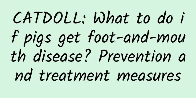 CATDOLL: What to do if pigs get foot-and-mouth disease? Prevention and treatment measures