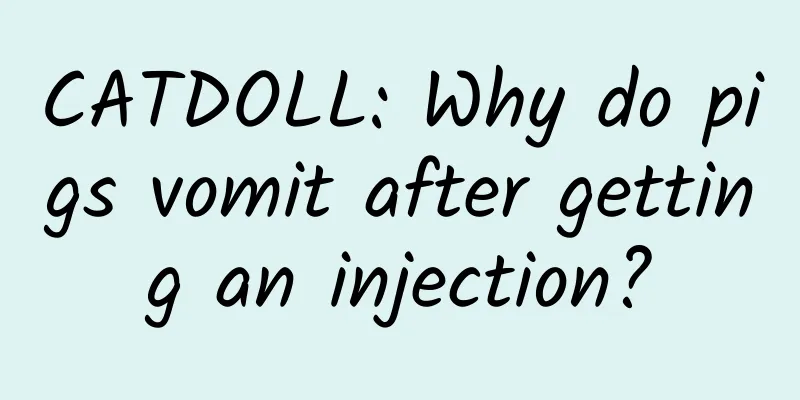 CATDOLL: Why do pigs vomit after getting an injection?