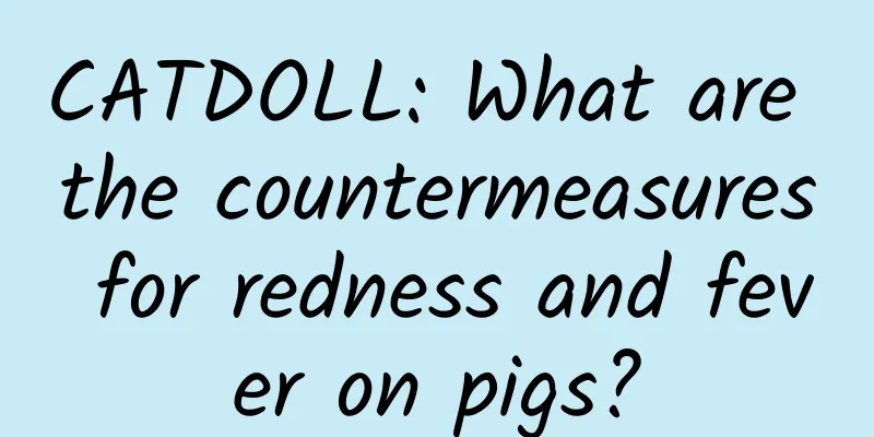 CATDOLL: What are the countermeasures for redness and fever on pigs?