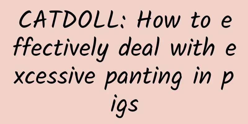 CATDOLL: How to effectively deal with excessive panting in pigs