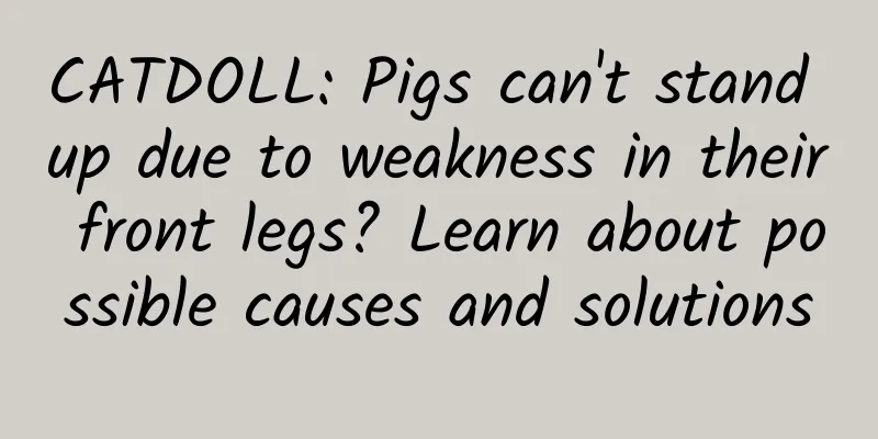 CATDOLL: Pigs can't stand up due to weakness in their front legs? Learn about possible causes and solutions