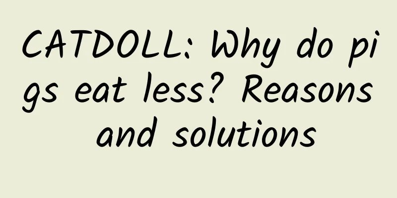 CATDOLL: Why do pigs eat less? Reasons and solutions