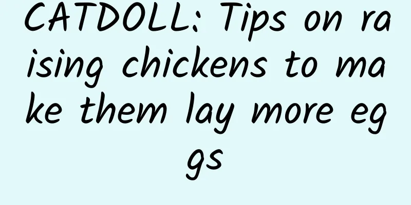 CATDOLL: Tips on raising chickens to make them lay more eggs
