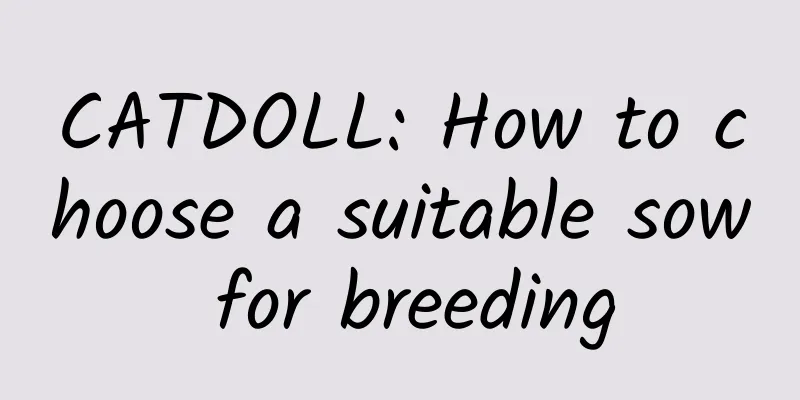 CATDOLL: How to choose a suitable sow for breeding