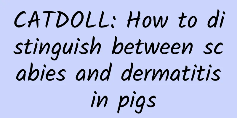 CATDOLL: How to distinguish between scabies and dermatitis in pigs