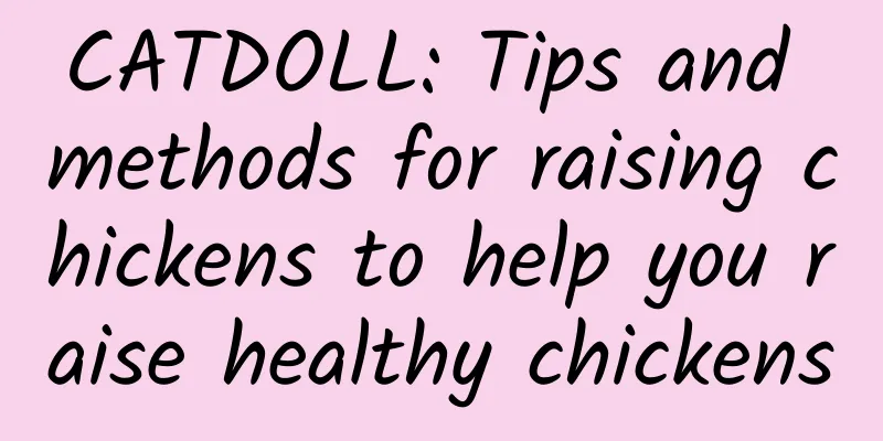 CATDOLL: Tips and methods for raising chickens to help you raise healthy chickens