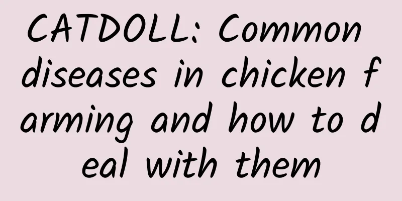 CATDOLL: Common diseases in chicken farming and how to deal with them