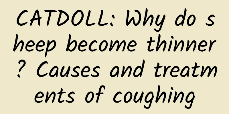 CATDOLL: Why do sheep become thinner? Causes and treatments of coughing