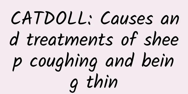 CATDOLL: Causes and treatments of sheep coughing and being thin