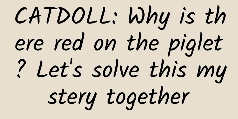 CATDOLL: Why is there red on the piglet? Let's solve this mystery together