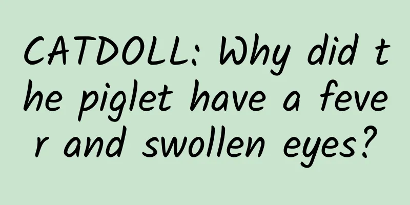 CATDOLL: Why did the piglet have a fever and swollen eyes?