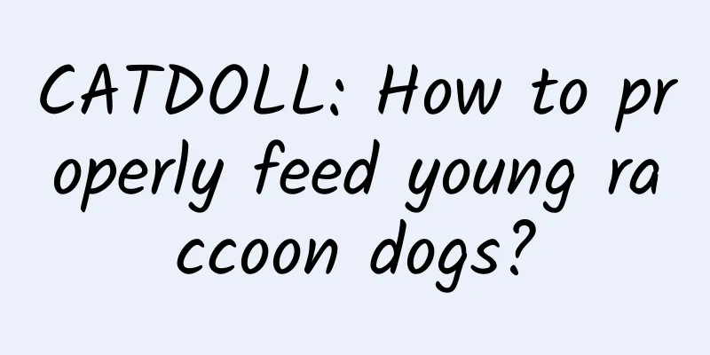 CATDOLL: How to properly feed young raccoon dogs?