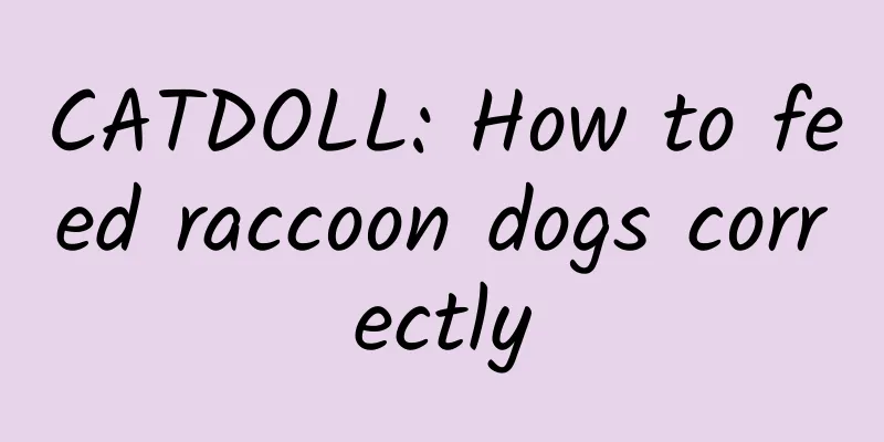 CATDOLL: How to feed raccoon dogs correctly