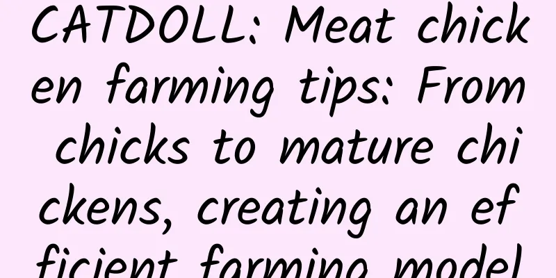 CATDOLL: Meat chicken farming tips: From chicks to mature chickens, creating an efficient farming model