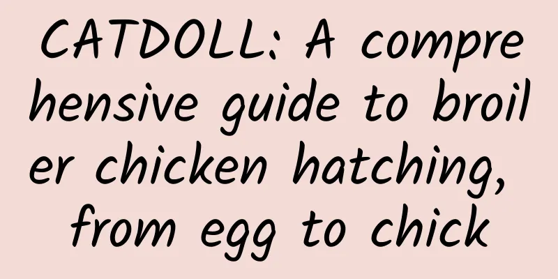 CATDOLL: A comprehensive guide to broiler chicken hatching, from egg to chick