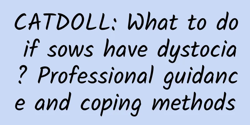 CATDOLL: What to do if sows have dystocia? Professional guidance and coping methods