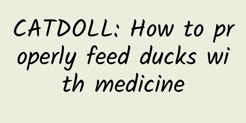 CATDOLL: How to properly feed ducks with medicine