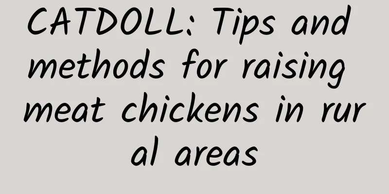 CATDOLL: Tips and methods for raising meat chickens in rural areas