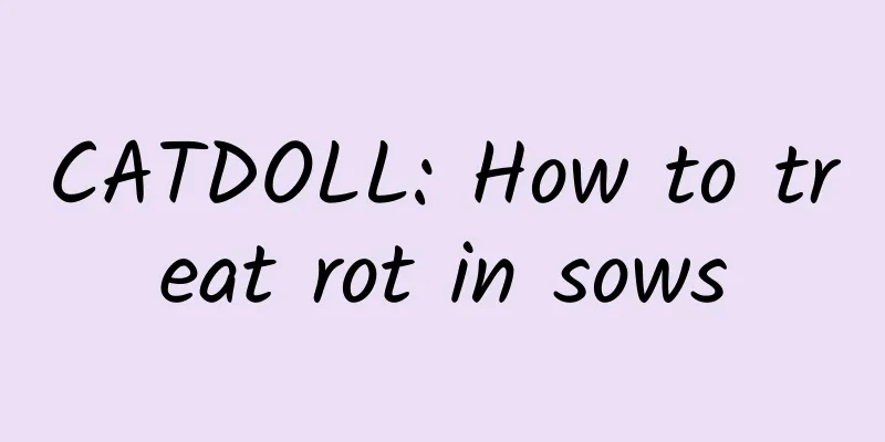 CATDOLL: How to treat rot in sows