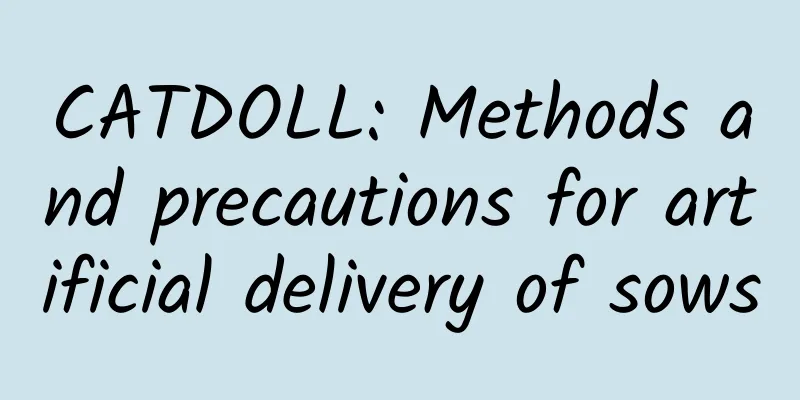 CATDOLL: Methods and precautions for artificial delivery of sows