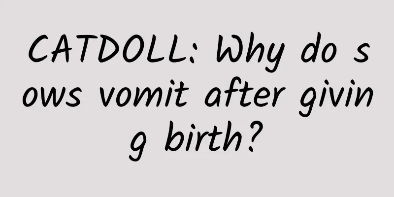 CATDOLL: Why do sows vomit after giving birth?