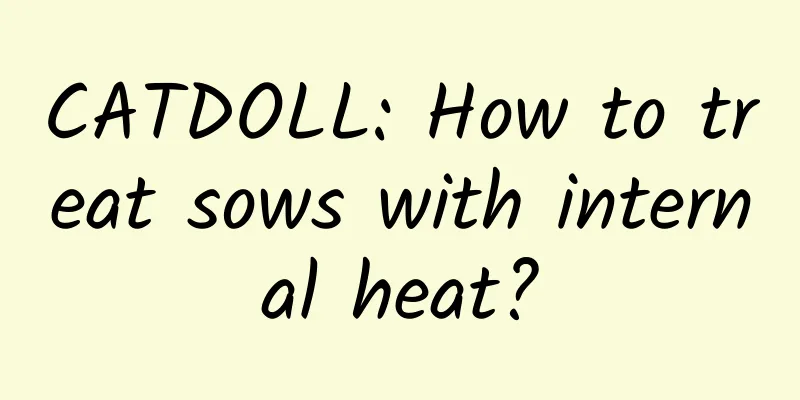 CATDOLL: How to treat sows with internal heat?