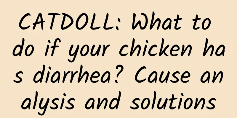 CATDOLL: What to do if your chicken has diarrhea? Cause analysis and solutions
