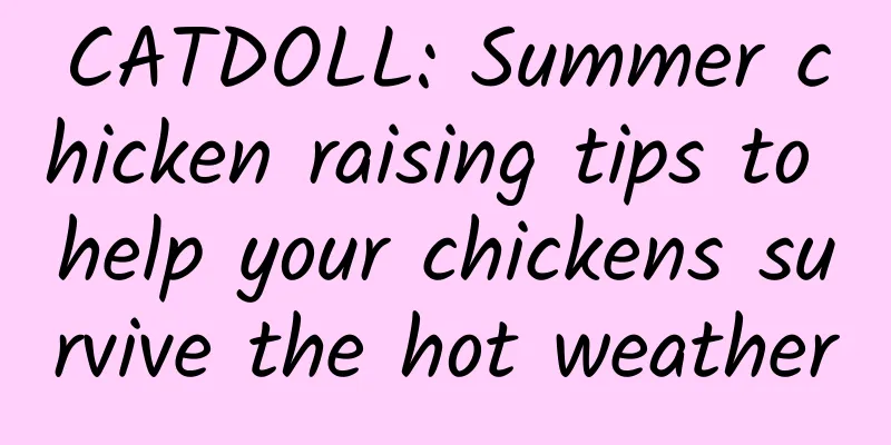 CATDOLL: Summer chicken raising tips to help your chickens survive the hot weather