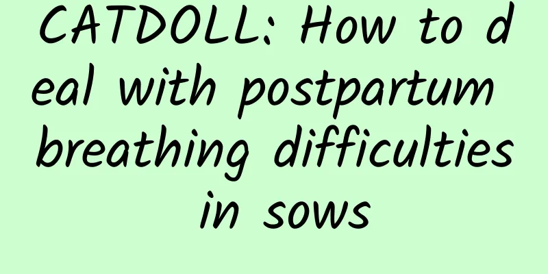 CATDOLL: How to deal with postpartum breathing difficulties in sows
