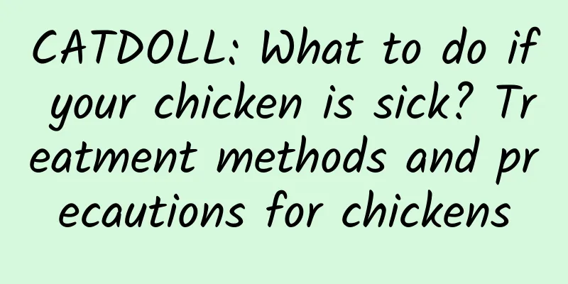 CATDOLL: What to do if your chicken is sick? Treatment methods and precautions for chickens