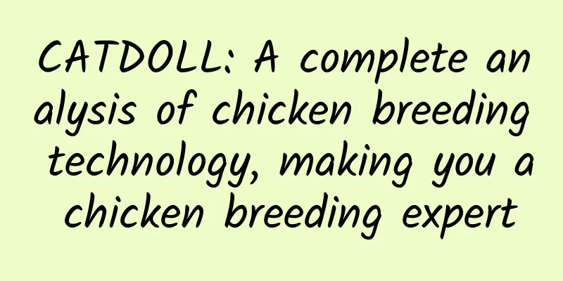CATDOLL: A complete analysis of chicken breeding technology, making you a chicken breeding expert