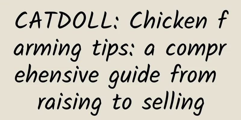 CATDOLL: Chicken farming tips: a comprehensive guide from raising to selling