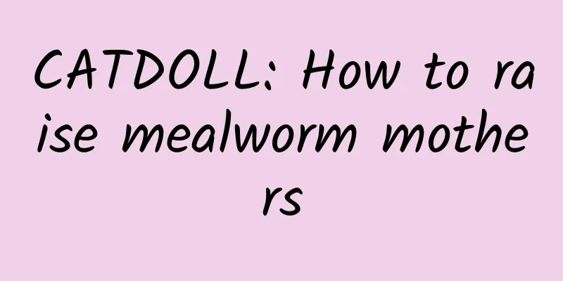 CATDOLL: How to raise mealworm mothers