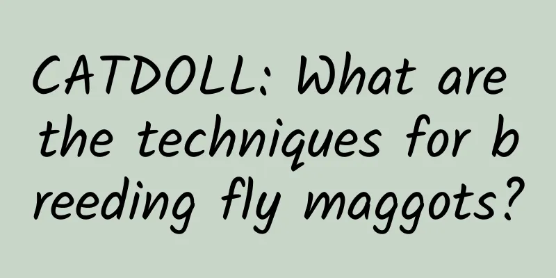 CATDOLL: What are the techniques for breeding fly maggots?