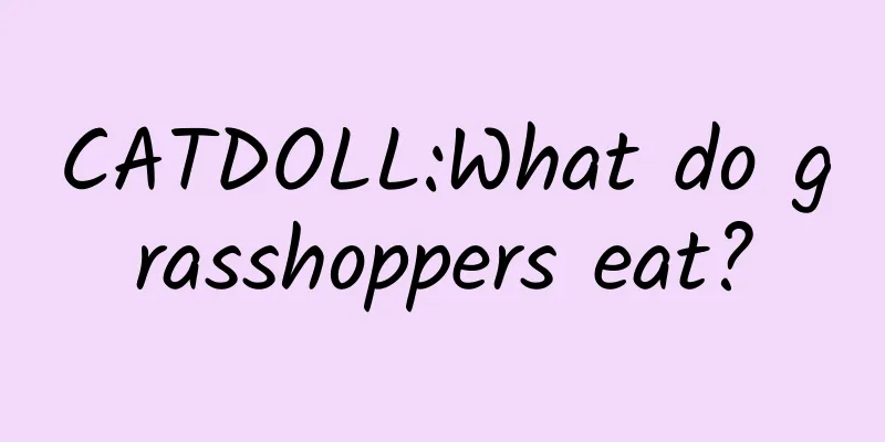 CATDOLL:What do grasshoppers eat?