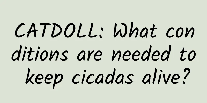 CATDOLL: What conditions are needed to keep cicadas alive?
