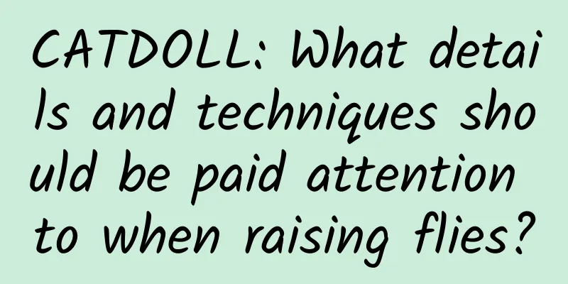 CATDOLL: What details and techniques should be paid attention to when raising flies?
