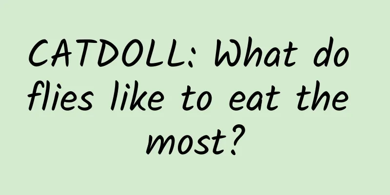 CATDOLL: What do flies like to eat the most?
