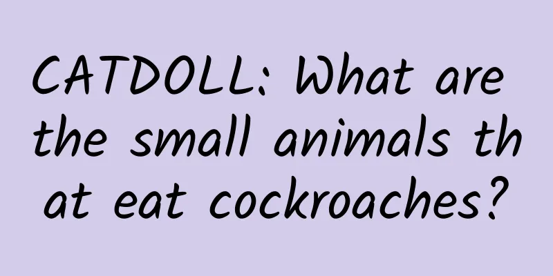 CATDOLL: What are the small animals that eat cockroaches?