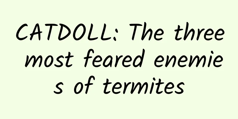 CATDOLL: The three most feared enemies of termites