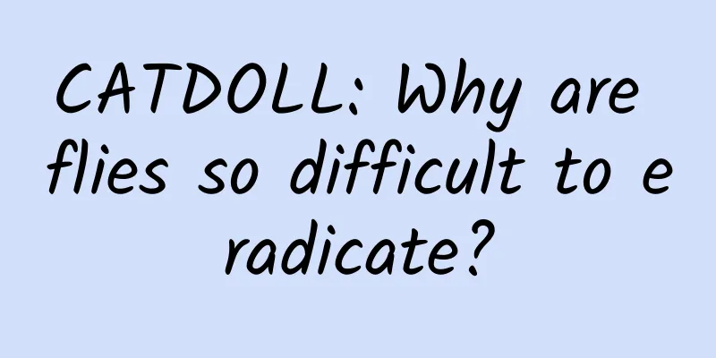 CATDOLL: Why are flies so difficult to eradicate?