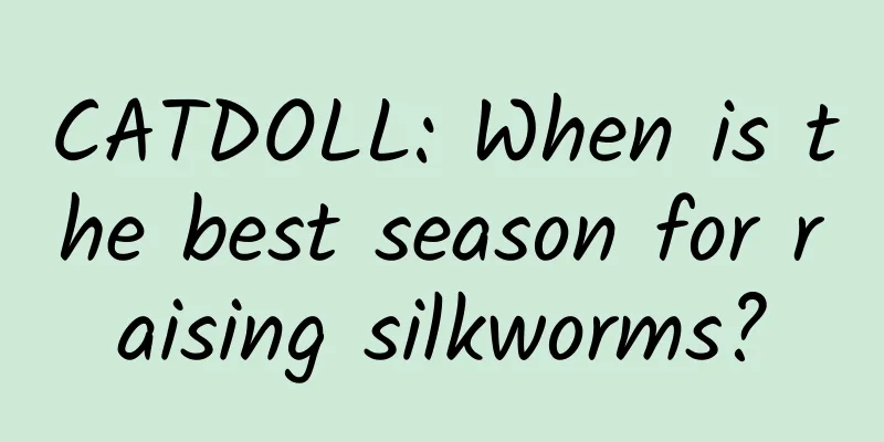 CATDOLL: When is the best season for raising silkworms?