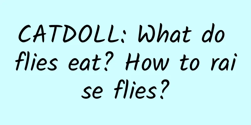 CATDOLL: What do flies eat? How to raise flies?