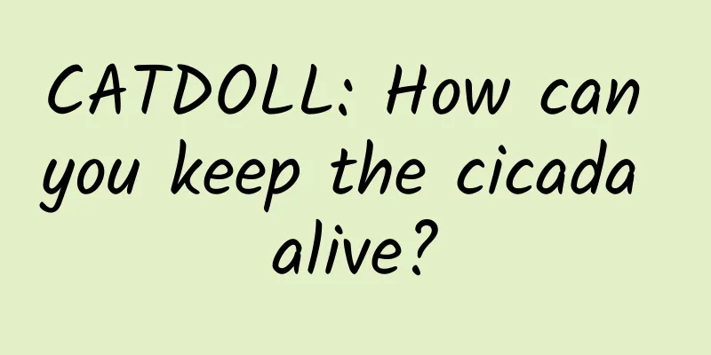 CATDOLL: How can you keep the cicada alive?