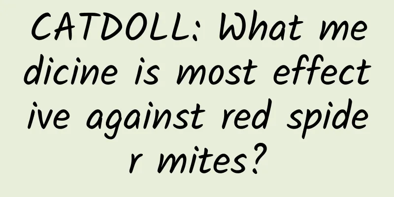 CATDOLL: What medicine is most effective against red spider mites?