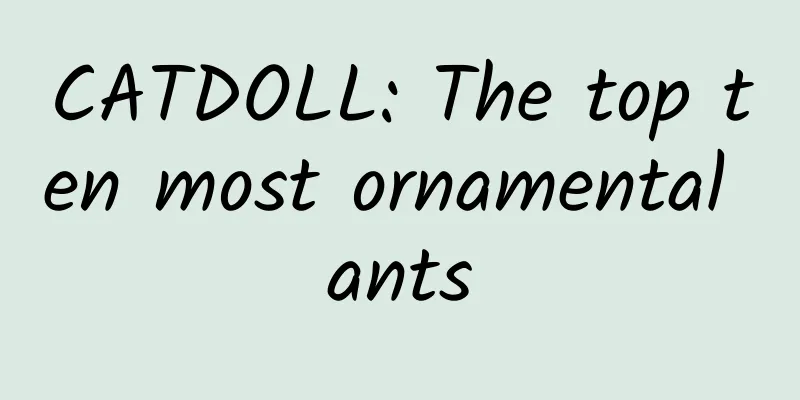 CATDOLL: The top ten most ornamental ants