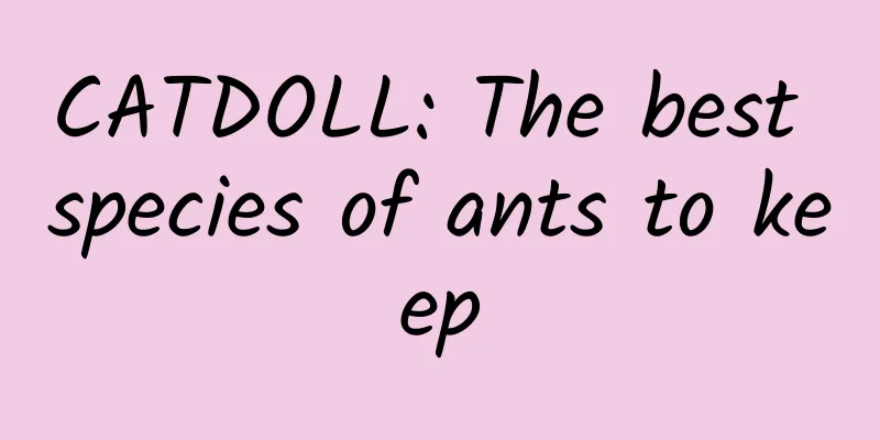 CATDOLL: The best species of ants to keep