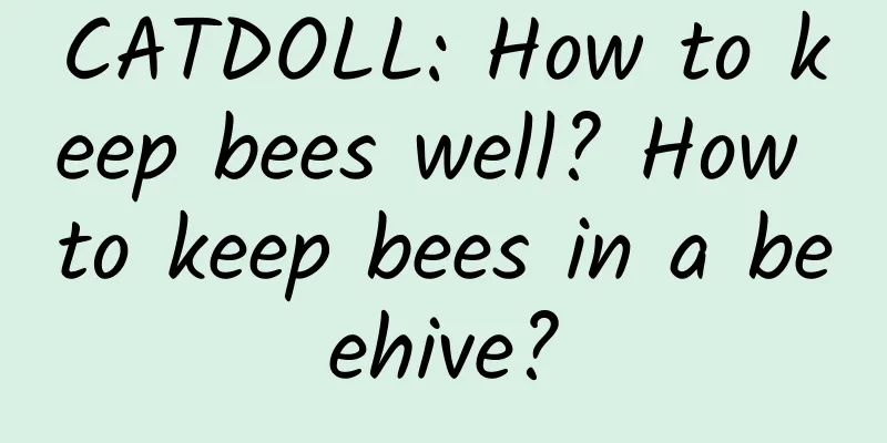CATDOLL: How to keep bees well? How to keep bees in a beehive?